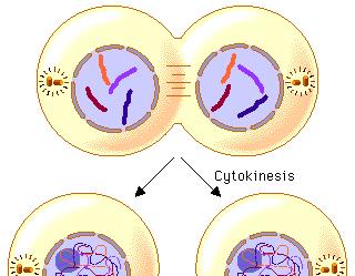 Finally CYTOKINESIS in animal cells: cell membrane pinches