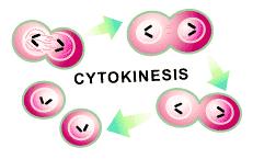 Cytokinesis division of the cytoplasm Two new cells are formed Cells are