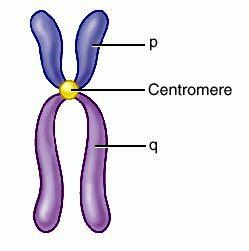What exactly are chromosomes?