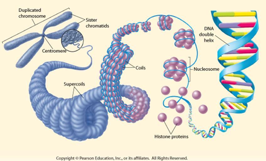 Eukaryotic chromosomes form a close association with histones.