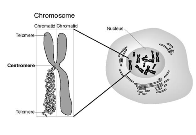 chromosome that holds chromatids.