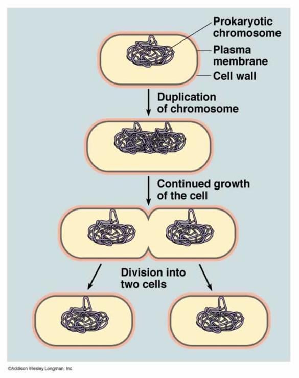 Binary fission division of a singlecelled organism to produce 2 genetically identical organism.