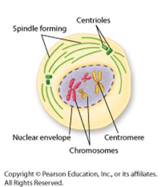Centrioles tiny structures located in the cytoplasm of animal cells that help organize