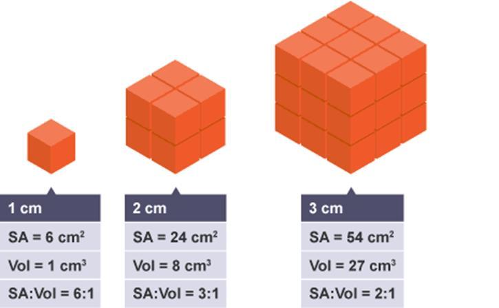 By using ratio of surface area to volume, you can see how a cell s surface area grows compared to its volume.