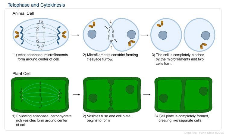 In plant cells, a cell plate is formed
