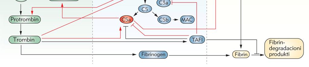 C5a je taj koji povećava otpuštanje IL-6 koji je vrlo potentan stimulator mononuklearne sekrecije citokina. Slika 6.