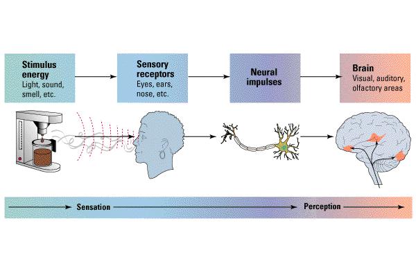the brain s sor:ng out, interpreta:on, and analysis of raw sensory inputs