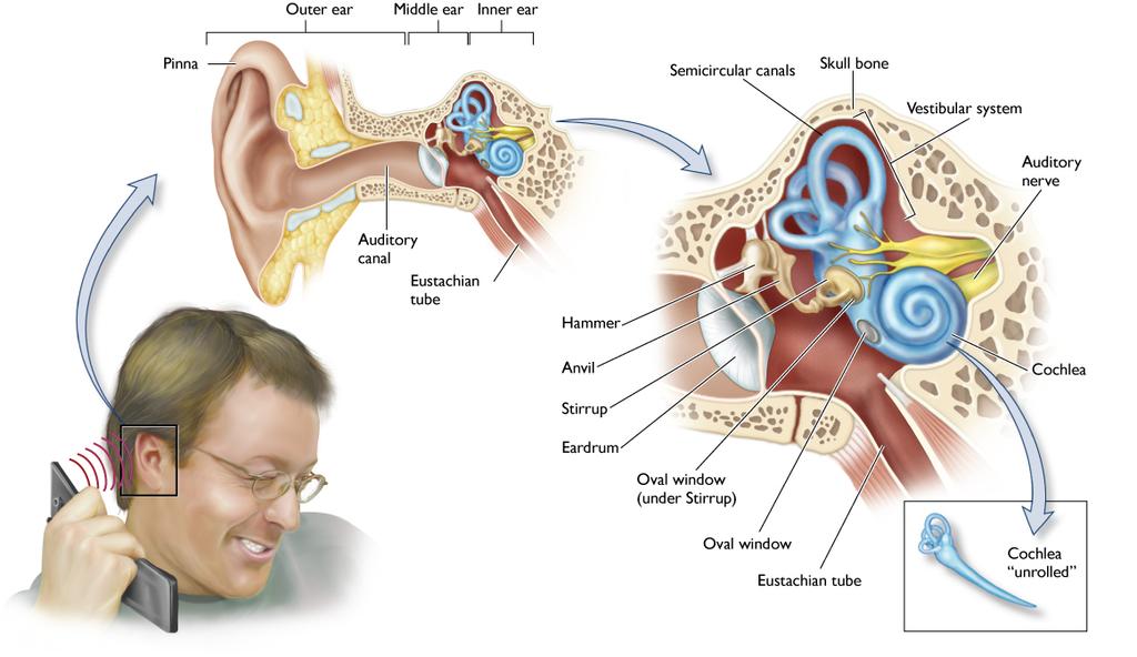 The Ear Sensing Sound Sound Movement of air molecules brought about by a source of vibra:on Eardrum Vibrates when sound waves hit it Middle ear (hammer, anvil, s:rrup) acts as amplifier Sensing Sound
