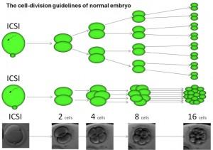 embryos. Younger women produce more chromosomally normal embryos than older women. An embryo from a woman at age 30 commonly implants 40% of the time as opposed to 5% or less in a woman age 40.
