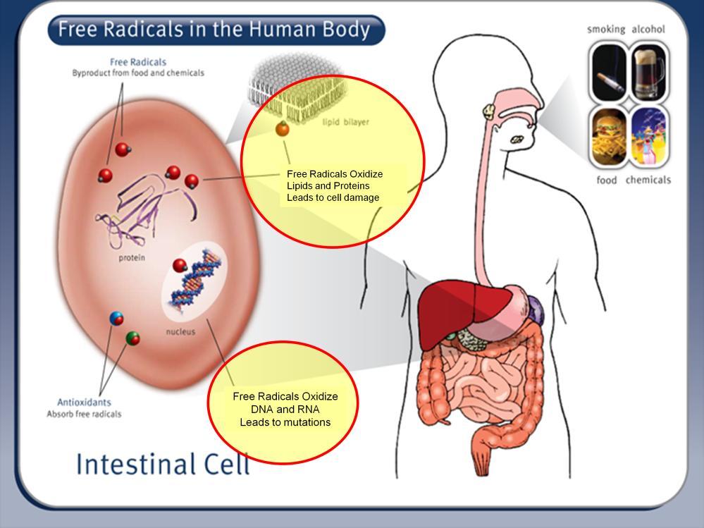 Free radicals damage the cell membrane in result of inflammation. More toxins may be released to the body.