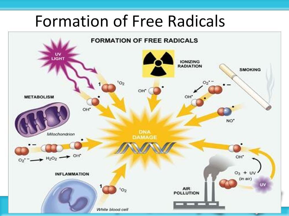 Free radicals are highly reactive molecular fragments that can damage cell membranes and may oxidize the DNA that causes Cancer Free radicals are created in the body by: 1) The primary source is from