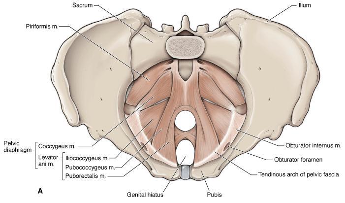 Vaagnadiafragmast allpool asub kiuliste lihaste kiht, mida nimetatakse urogenitaaldiafragmaks ehk perineaalmembraaniks. Selle kihi moodustavad väline ureetra sfinkterlihas (m.