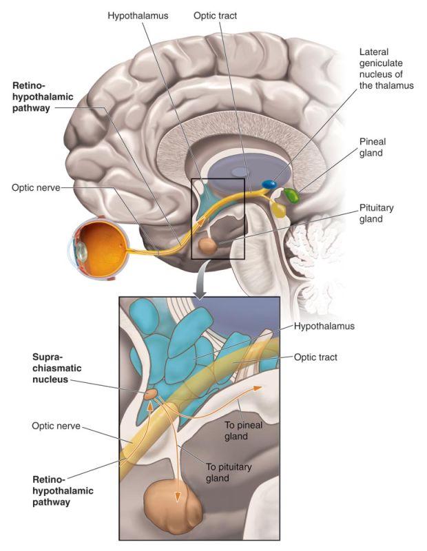 The Suprachiasmatic Nucleus is the Body s Master Internal Clock The retinohypothalamic pathway provides