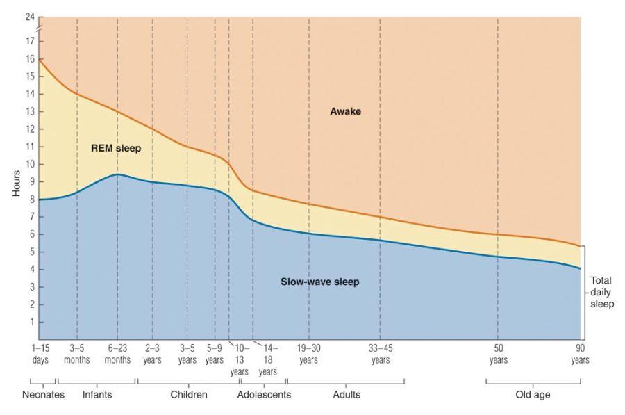 Sleep Patterns Across the Lifespan REM sleep is more prevalent in infancy. Aging is associated with drops in overall sleep and proportion of SWS. Copyright@Houghton Company Mifflin Company.