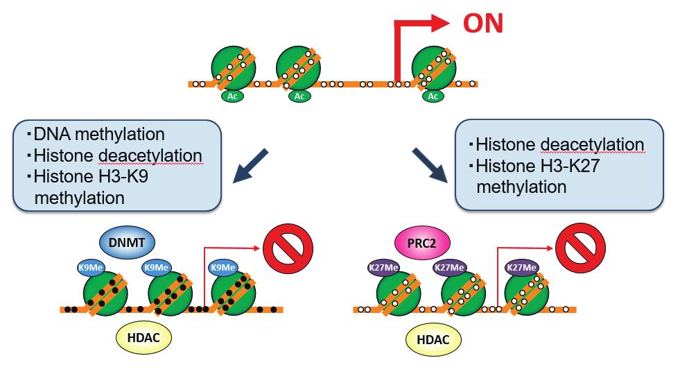 Glycative Stress Research Fig. 2. Control of gene expression by epigenetic change. When histone H3K9 is methylated, it recruits DNMT and HDAC, DNA is methylated and histone is deacetylated.
