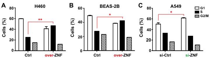 Figure S4. ZNF322A overexpression promotes G1/S transition, while ZNF322A knockdown decreases proportion of cells in S phase.
