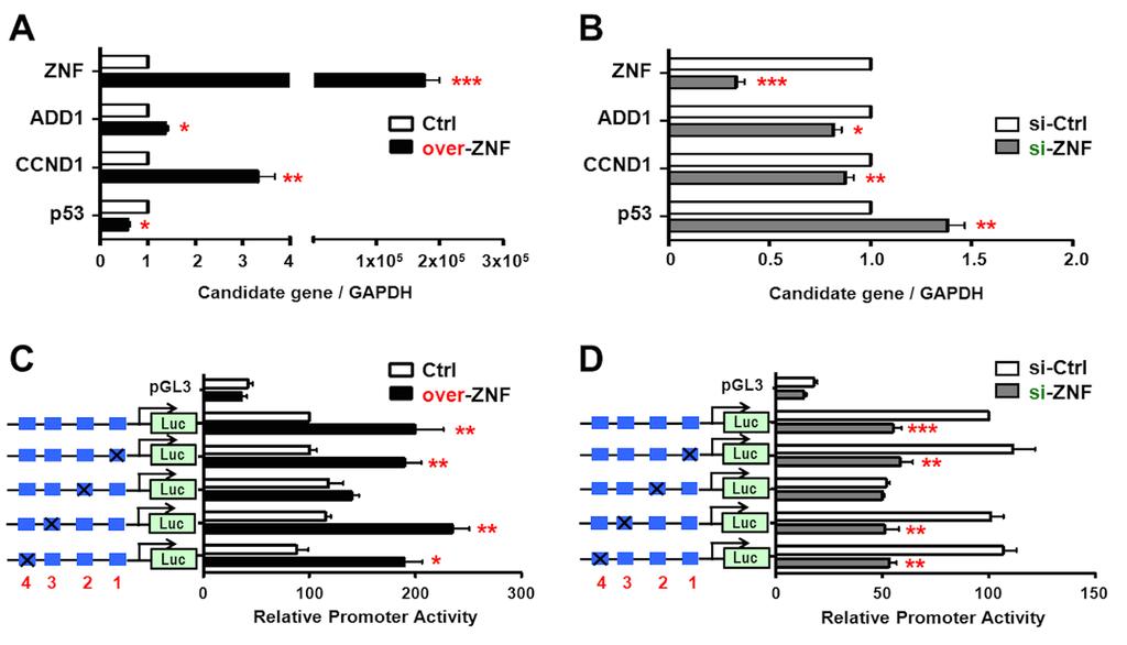Figure S8. ZNF322A positively regulates ADD1 expression through second AP-1 element at transcriptional level.