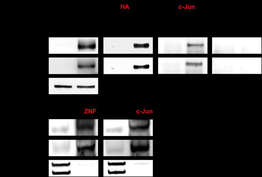 Figure S9. ZNF322A interacts with c-jun.