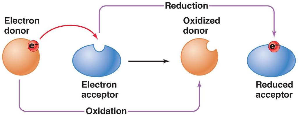 Oxidation-reduction, or redox, reactions.