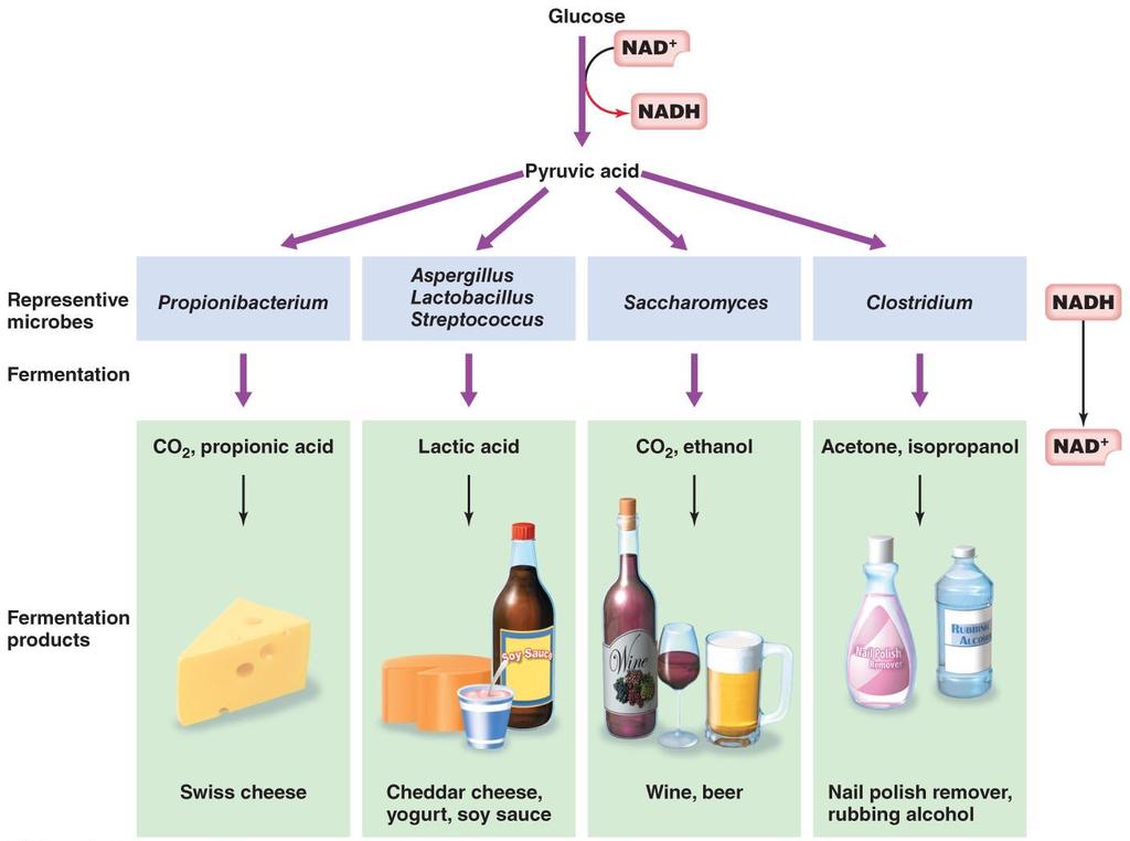 Representative fermentation products and