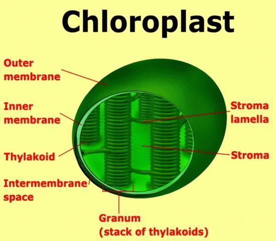 Chlorophylls Embedded in cellular membranes called thylakoids In prokaryotes invagination of cytoplasmic membrane In eukaryotes found