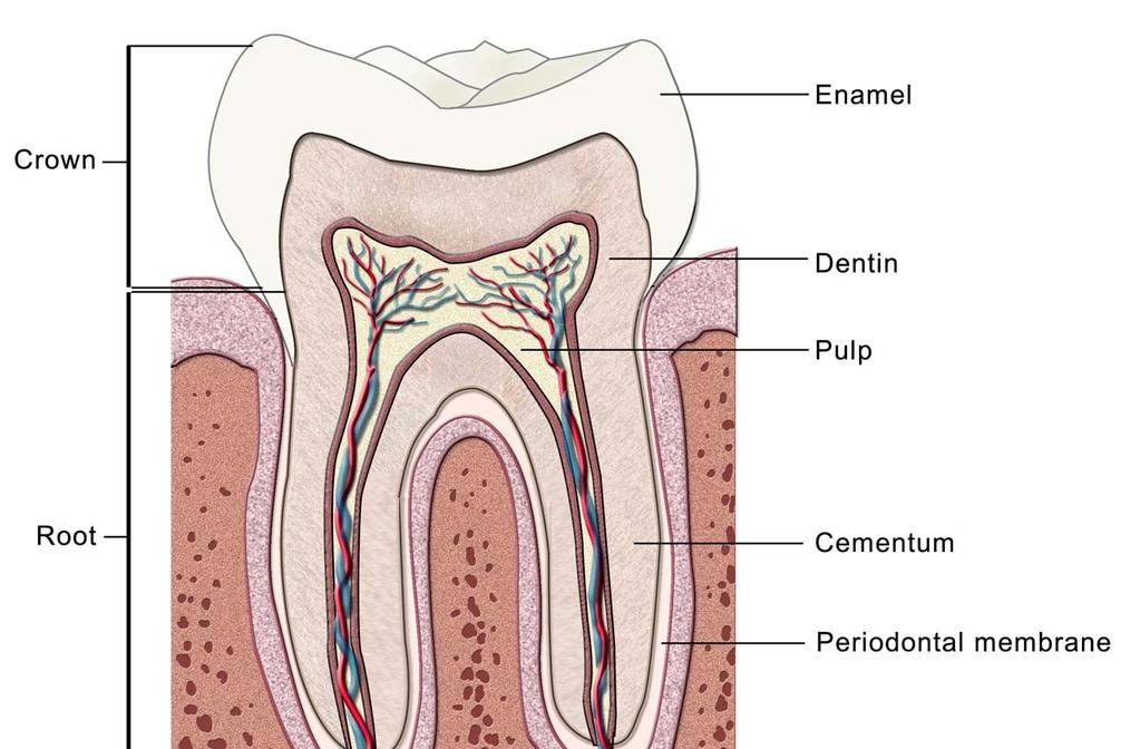 Dental Caries Secondary dentin Calcium hydroxide liner Osteodentin Secondary dentin Restorative Materials Ceramics: porcelain
