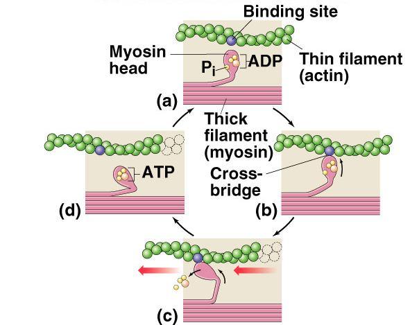 myosin heads (thick filaments) & actin (thin filaments)