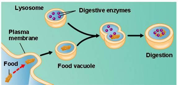 4. Lysosomes v A lysosome is a membrane-enclosed sack contains digestive