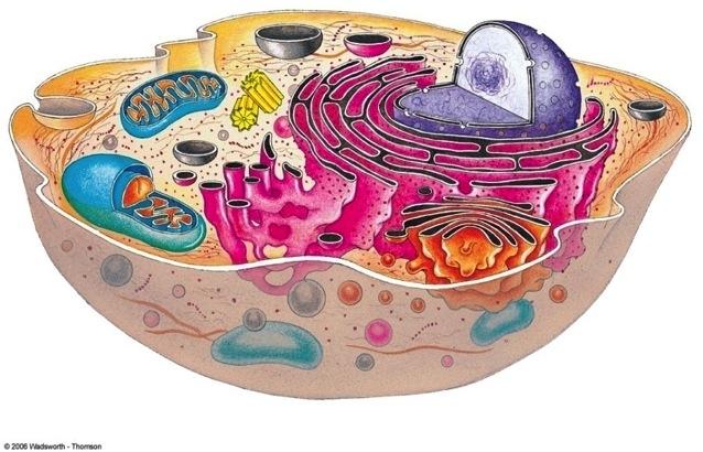 Cell Organelles: Mitochondria v Cells require a constant energy supply to carry