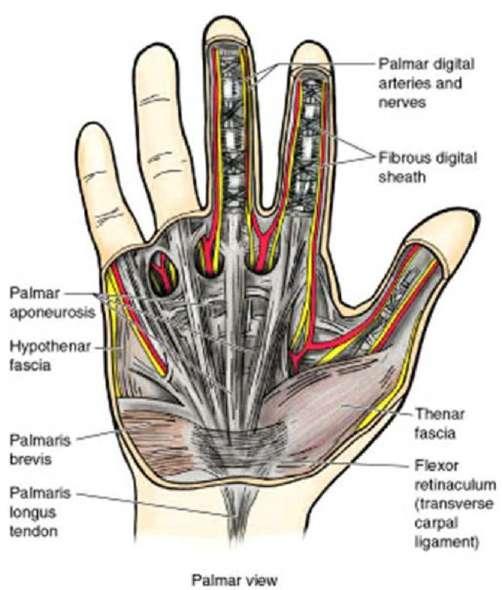 - the palmar aponeurosis forms tight fascia in the hand - the hand is designed to grip the fascia helps this by providing strengthening - allows skin to tightly attach to aponeurosis; pulling skin