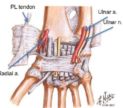 RETINACULUM = TRANSVERSE CARPAL LIGAMENT - origin from lateral side, from the scaphoid tubercle, to tubercle of trapezium then crosses to medial side - on the medial side, at the distal end attaches