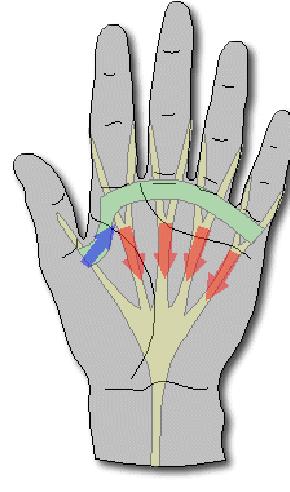 carpal bones - Can see carpal tunnel at the distal wrist crease flexor retinaculum is close to the hand - Contents o Flexor tendons o Synovial sheaths that cover tendons o Median nerve; when impinged