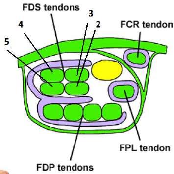 DEEP TO FR - 9 tendons lie centrally in the carpal tunnel o FDS(x4tendons) (superficially placed under the FR) - They are placed in two rows - The tends going to the 4 th and 3 rd digit lie