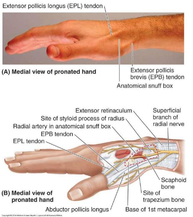 - 1. APL (abductor pollicis longus) + EPB (extensor pollicis brevis) work on the thumb; travel together on lateral side; they start deeper from the radius, ulna and interosseous membrane but cross