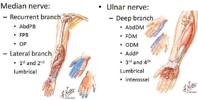 Hypothenar muscles: o opponens digiti minimi (ODM) - there is an opponens muscle on both the hypothenar and the thenar side - the adductor muscle is only on the thenar side - for the opponens o both