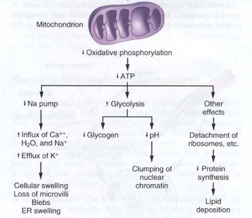 low oxygen, mitochondrial dysfunction Ischaemia Anoxia Mitochondria Heart infarct, Stroke, etc.