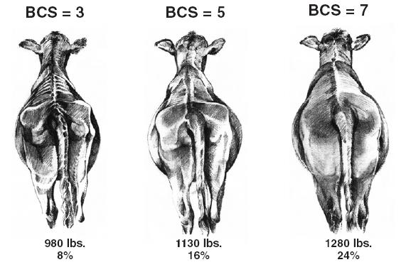 Slide 14 Synchronizing Forage and Animal Production: Body Condition Score (BCS) Source: Elanco Animal Health, AI 8301 Liveweight % Fat C) What is BCS?
