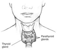 Parathyroid Hormone (PTH) Biosynthesis PTH is a primary regulator of calcium homeostasis Parathyroid Chief Cells Pre ProPTH ProPTH PTH PTH (1 84) T 1/2 ~ 5 min Typically 4 parathyroid glands near