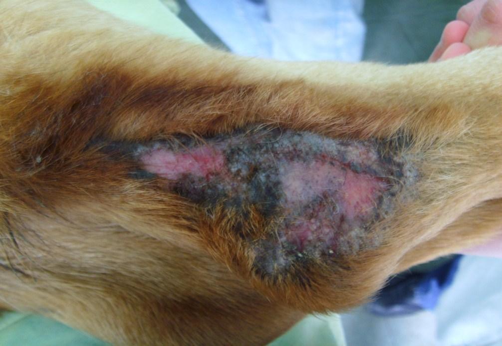 2002; Kovacevic, 2005, Tzvetkov, 1998). However, according to the other authors these tumours are the most frequent with an incidence of 1.437 cases per 100000 dogs per year (Dobson et al., 2002).