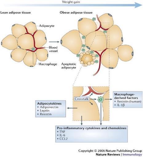 Endocrine function The adipose tissue in the last decade is known to have important endocrine function Adipocytes secret biologically active substances