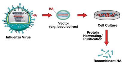 Flu vaccine production Recombinant DNA