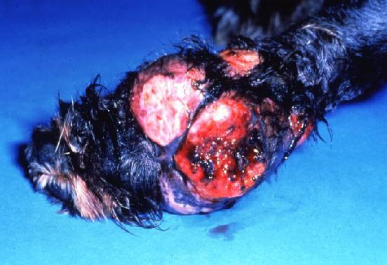 raised Ulceration Subcutaneous Soft, ill- defined