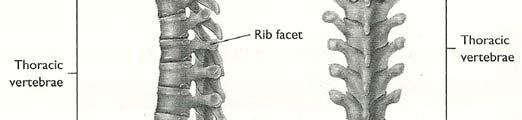 stack of 33 vertebrae
