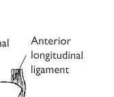 Interspinous ligament