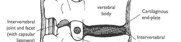 Intervertebral joint and facet