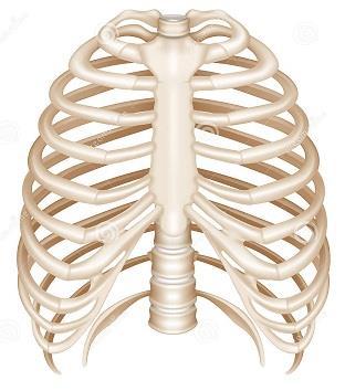 6] Explain the following : 1] RIB CAGE: The rib cage consists of 12 pairs of bones which are flat, thin and curved.