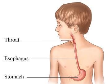 THE ESOPHAGUS MUSCULAR TUBE MOVES FOOD TO THE STOMACH USING PERISTALSIS, OR WAVES OF MUSCLE CONTRACTIONS. PERISTALSIS IS THE MOTION THAT PUSHES THE FOOD DOWN THE TUBE.