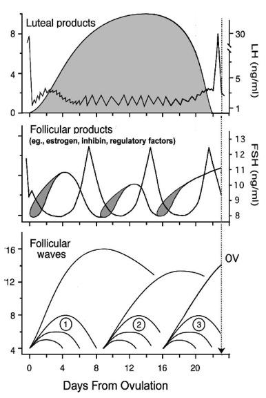 Cycle & optimal response Dominant follicle depresses superovulatory response! Pierson et al, 1988, Guilbualt et al, 1991, Huhtinen et al, 1992, Adams et al, 1992-93!