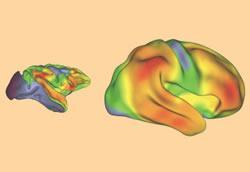 Research findings A map of how the cerebral cortex has expanded in humans compared to the macaque monkey, displayed on side views of macaque (left panel) and human (right