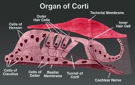 Cochlear fluids On top of the hair cells sits the tectorial membrane which is attached only along its inner edge.